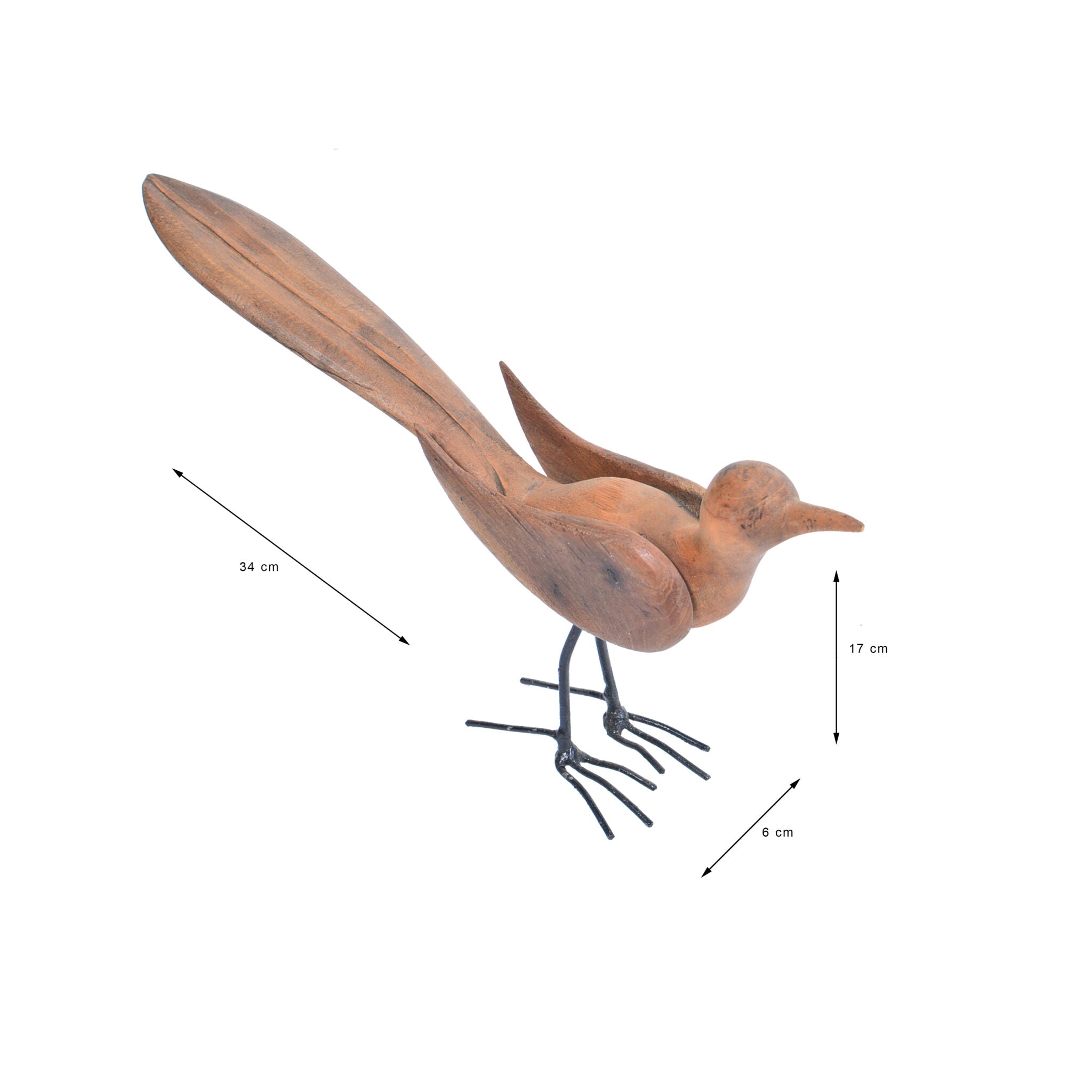 blackbird merel sizes4. animal murai batu bird 1(1)