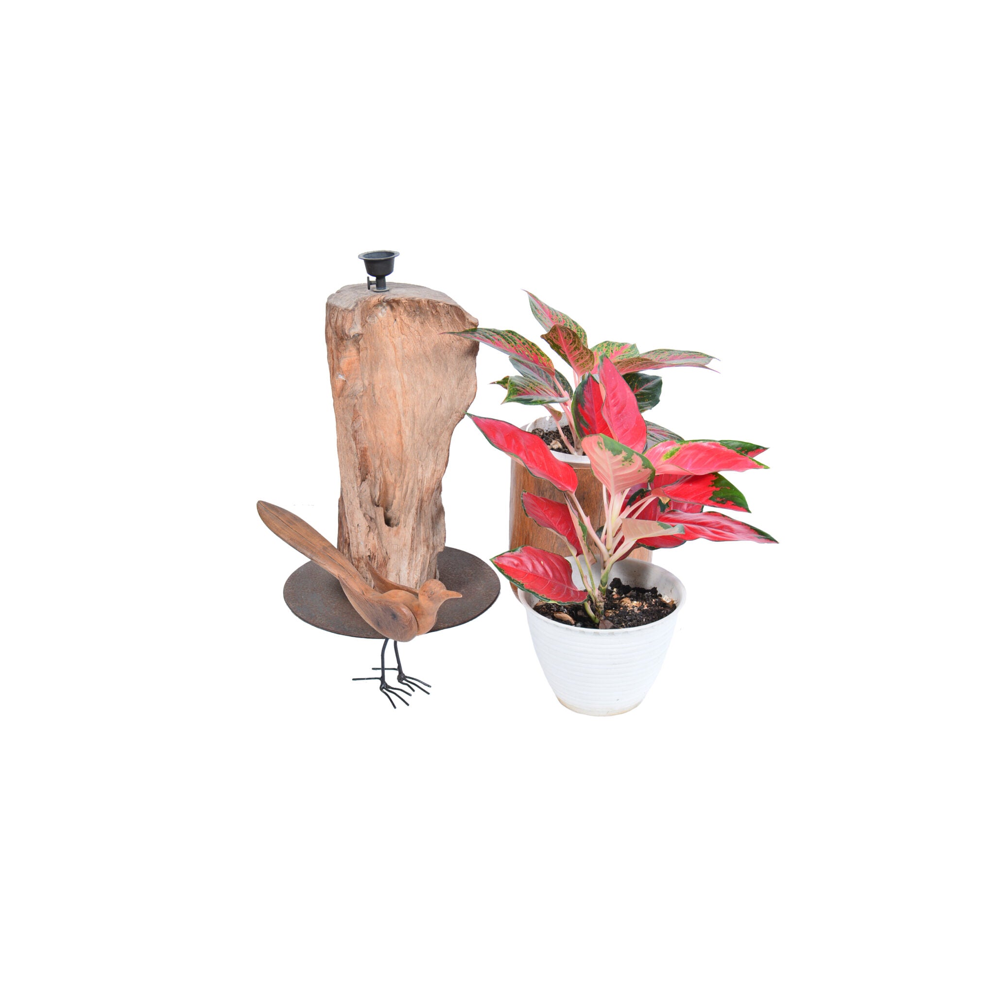 4. animal murai batu bird 4